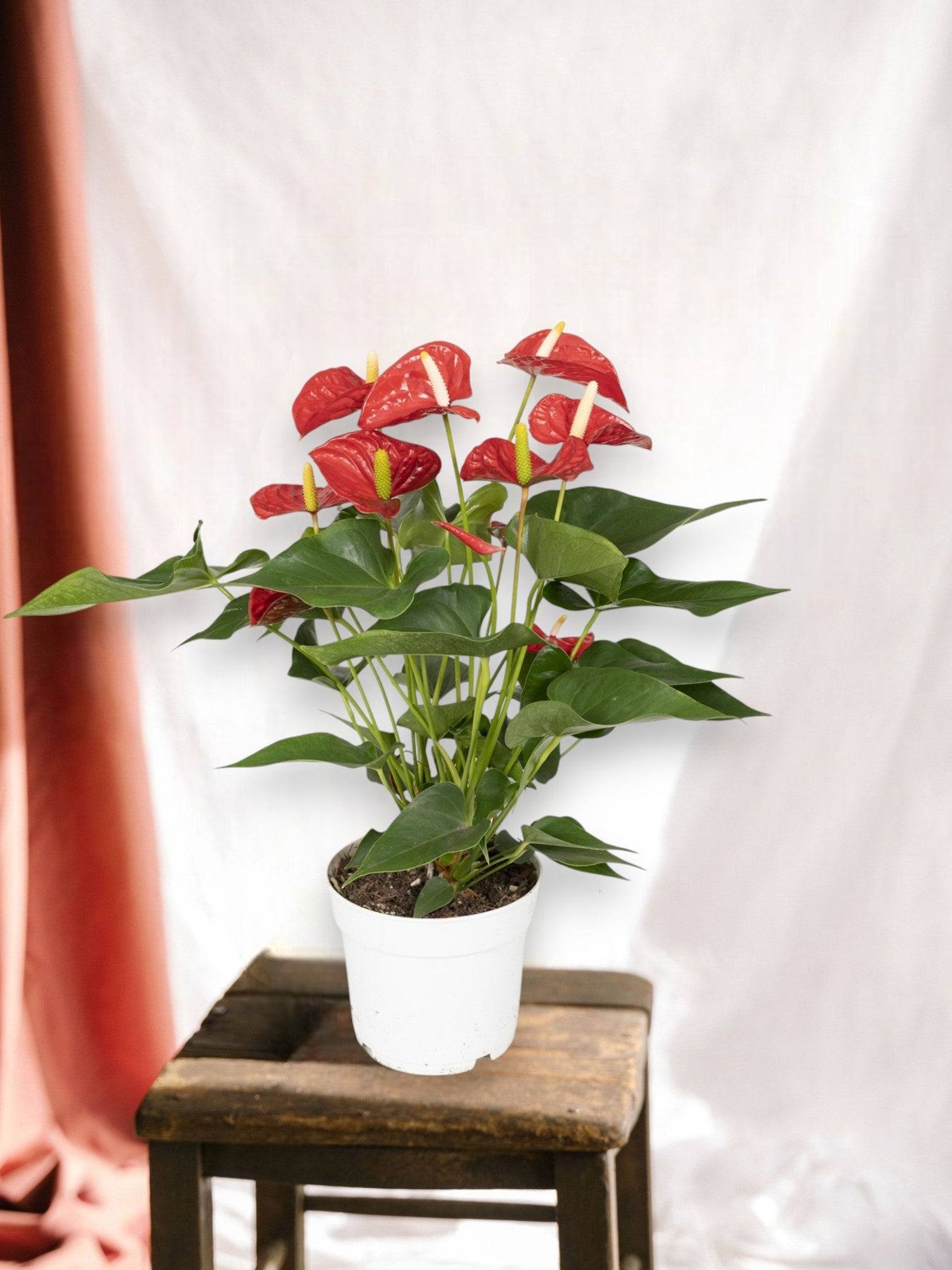 Anthurium Rouge  h55cm 55cm - Plante d'intérieur- La Green Touch - Image 5