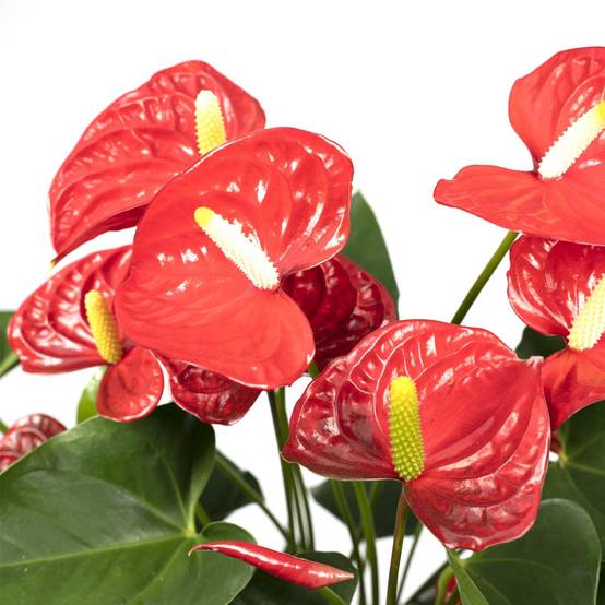 Anthurium Rouge h55cm 55cm - Plante d'intérieur- La Green Touch - Image 4