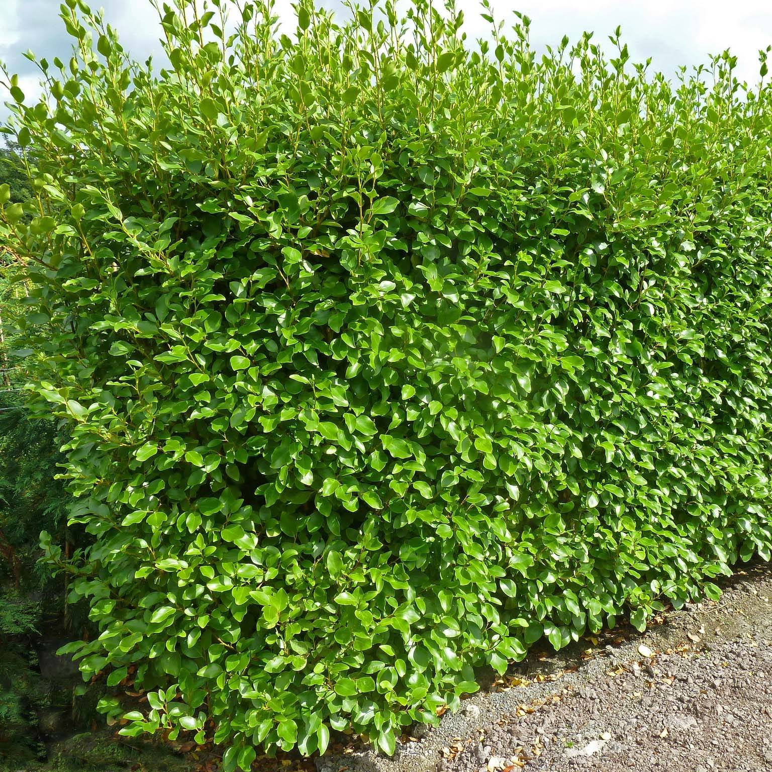 Promesse de Fleurs - Griselinia littoralis Green Horizon Pot de 2L/3L