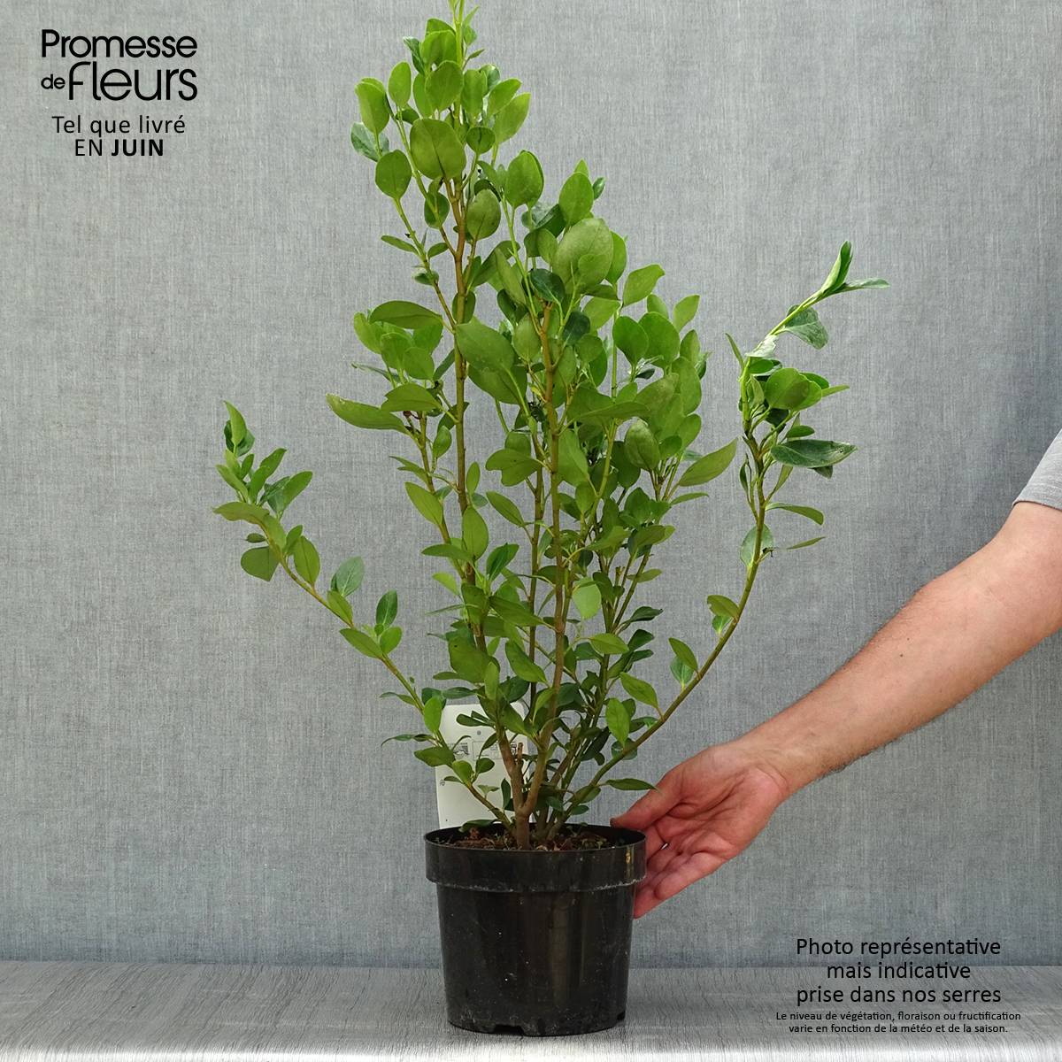 Promesse de Fleurs - Griselinia littoralis Green Horizon Pot de 2L/3L - Image 2