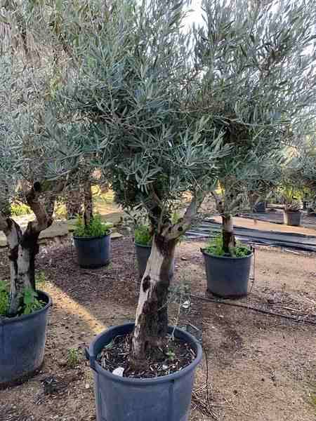 Sans Marque - Olea europaea (Oliviers) gros sujets Couleur floraison:Blanc - Taille:Périmètre de tronc 40/50cm - 170/220cm - Image 4
