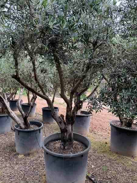 Sans Marque - Olea europaea (Oliviers) gros sujets Couleur floraison:Blanc - Taille:Périmètre de tronc 40/50cm - 170/220cm - Image 6