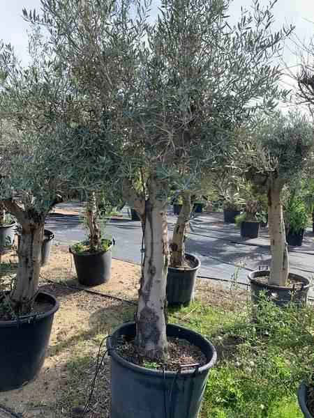 Sans Marque - Olea europaea (Oliviers) gros sujets Couleur floraison:Blanc - Taille:Périmètre de tronc 40/50cm - 170/220cm - Image 5