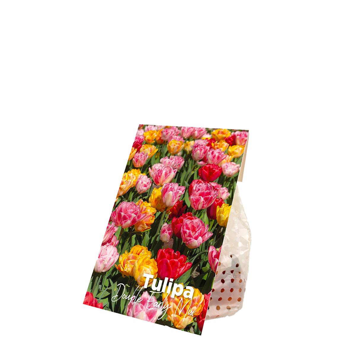 Mélange de 20 - Tulipa Double Mix - Fleur Double - Bulbes de Tulipes - Mélange de Couleurs - Image 2
