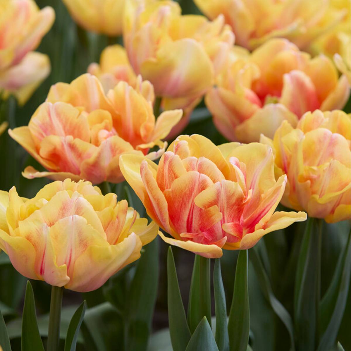 Mélange de 20 - Tulipa Double Mix - Fleur Double - Bulbes de Tulipes - Mélange de Couleurs - Image 5