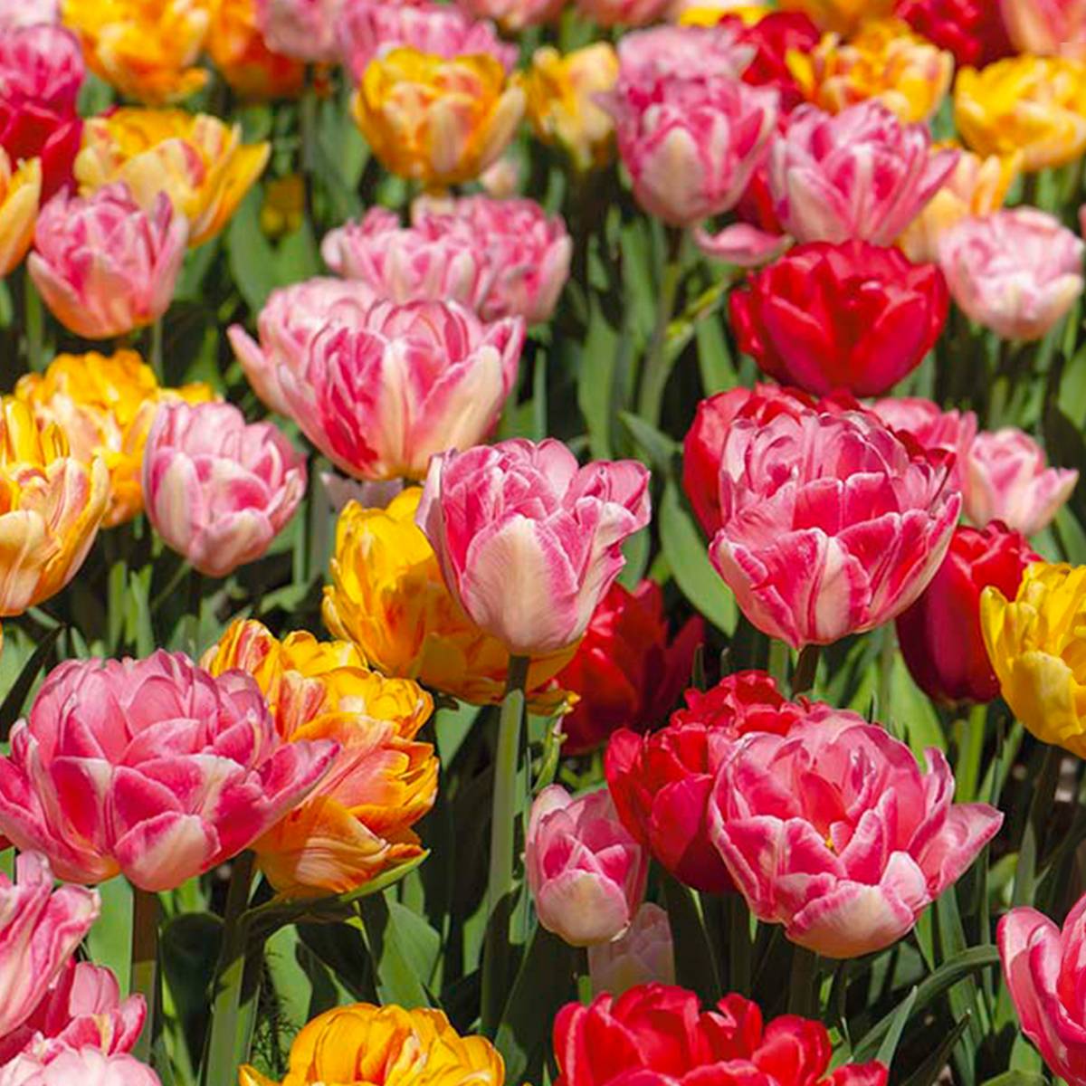 Mélange de 20 - Tulipa Double Mix - Fleur Double - Bulbes de Tulipes - Mélange de Couleurs - Image 1