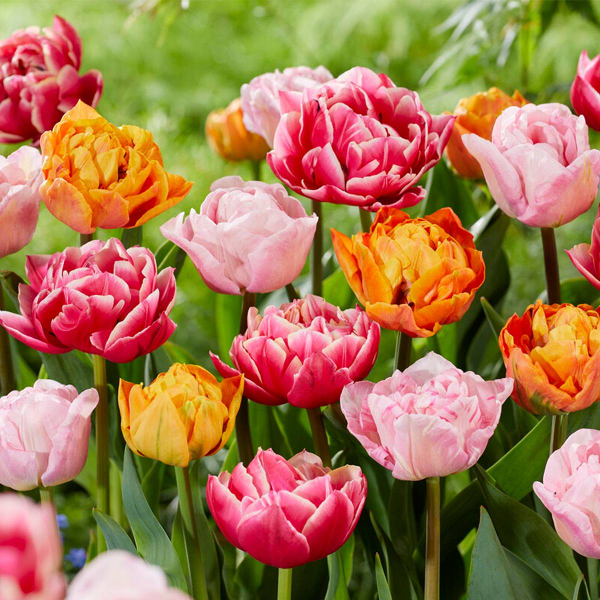 Mélange de 20 - Tulipa Double Mix - Fleur Double - Bulbes de Tulipes - Mélange de Couleurs - Image 6