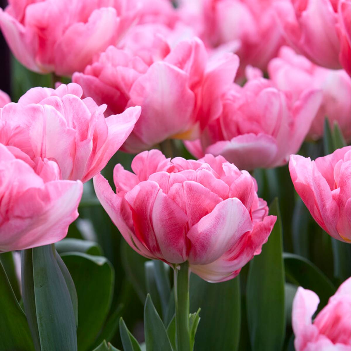 Mélange de 20 - Tulipa Double Mix - Fleur Double - Bulbes de Tulipes - Mélange de Couleurs - Image 7