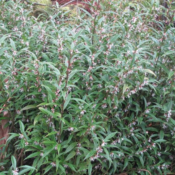 Sarcococca hookeriana Digyna Pot de 2L/3L - Image 1