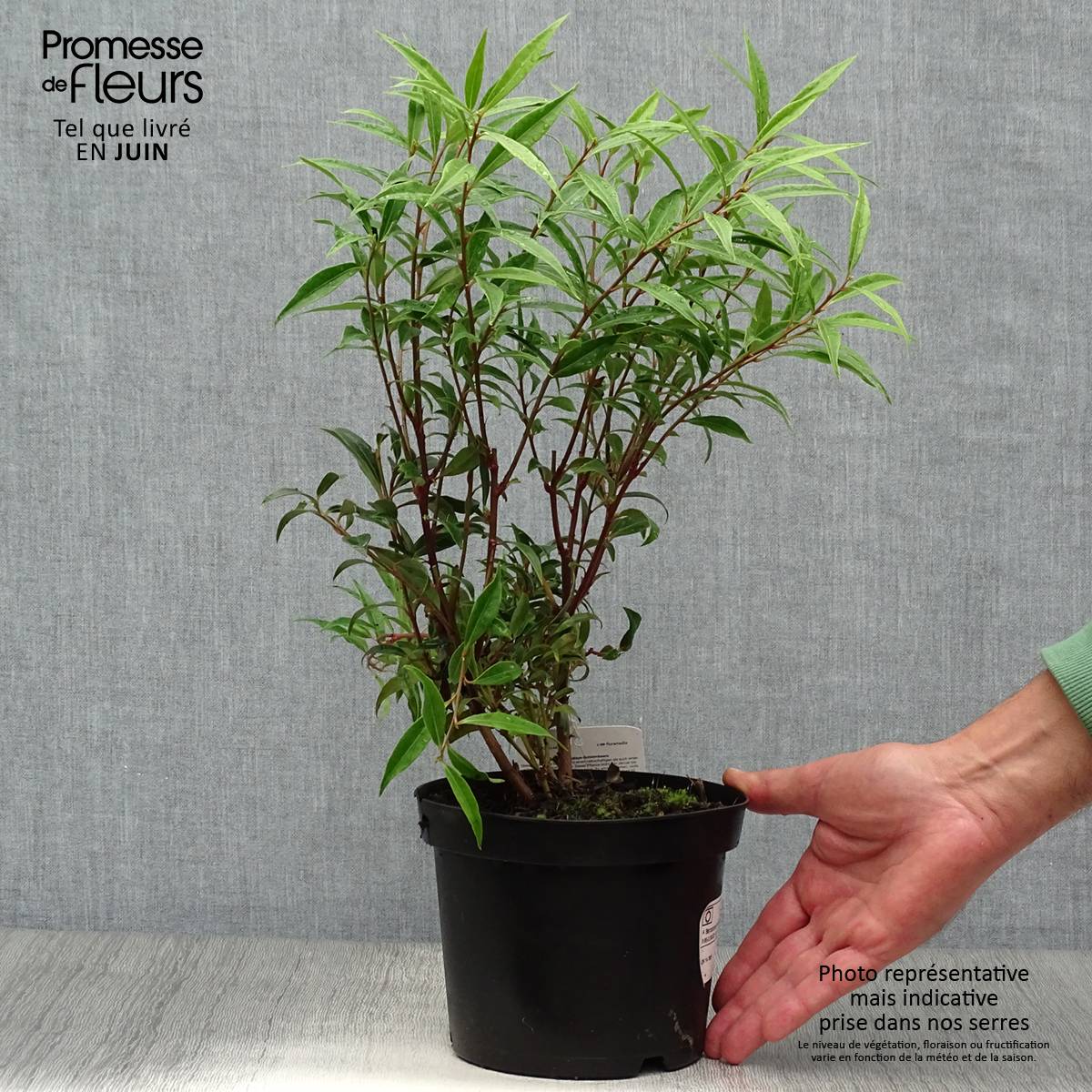 Sarcococca hookeriana Digyna Pot de 2L/3L - Image 2