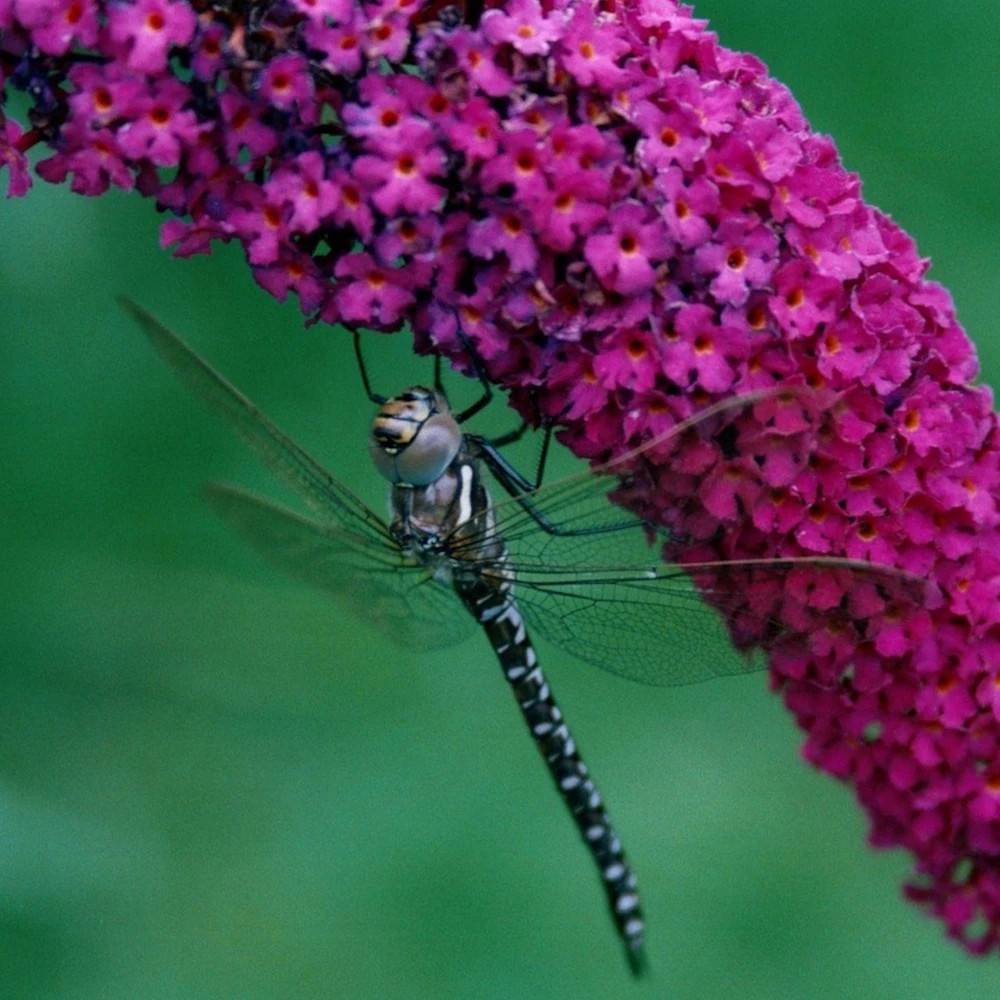 Arbre aux papillons Buzz™ Velvet, Buddleia à fleurs Violette - feuillage Caduc - Pot de 3L - 20/40 cm-  hauteur à maturité De 0,50 m à 1,00 m - Image 1