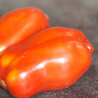Tomate San Marzano 3 - Solanum lycopersicum le sachet de 75 graines environ (0,2g)