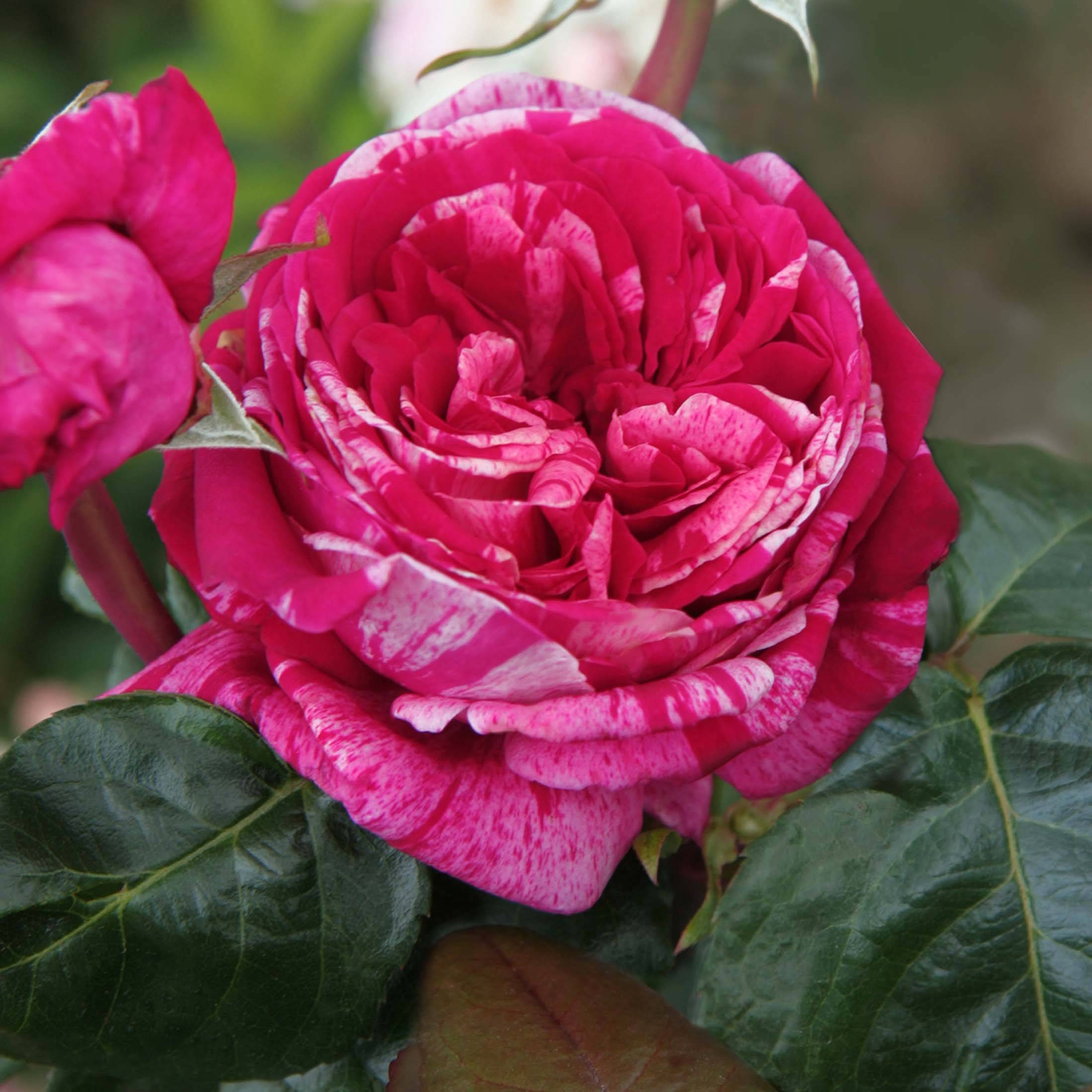 Promesse de Fleurs - Rosier à grandes fleurs Crazy Fashion Pot de 4L/5L