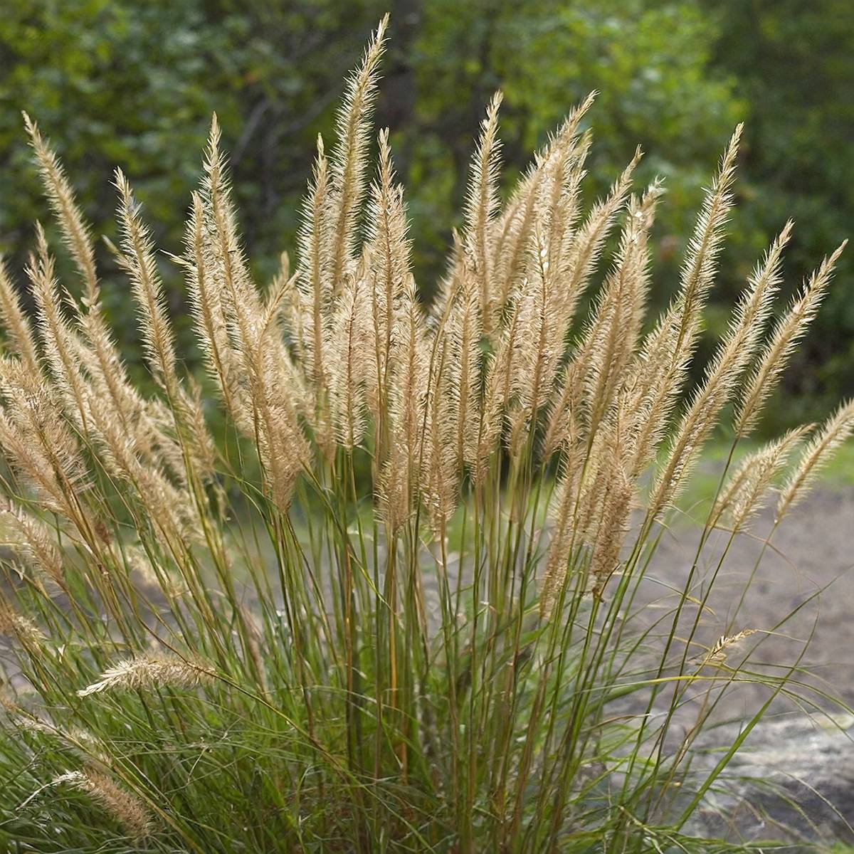 Promesse de Fleurs - Achnatherum ou Stipa calamagrostis Allgäu - Calamagrostide argenté Pot de 1,5L/2L
