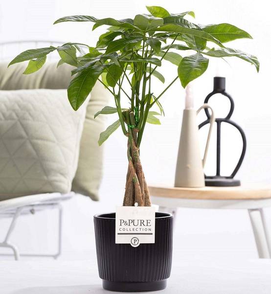 Pachira aquatica en pot céramique - Ø12cm - ↕45cm - Plantes d’intérieur - Image 1