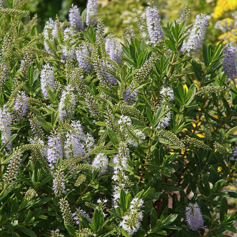 Hebe Wiri Image - Véronique arbustive Pot de 2L/3L - Image 1