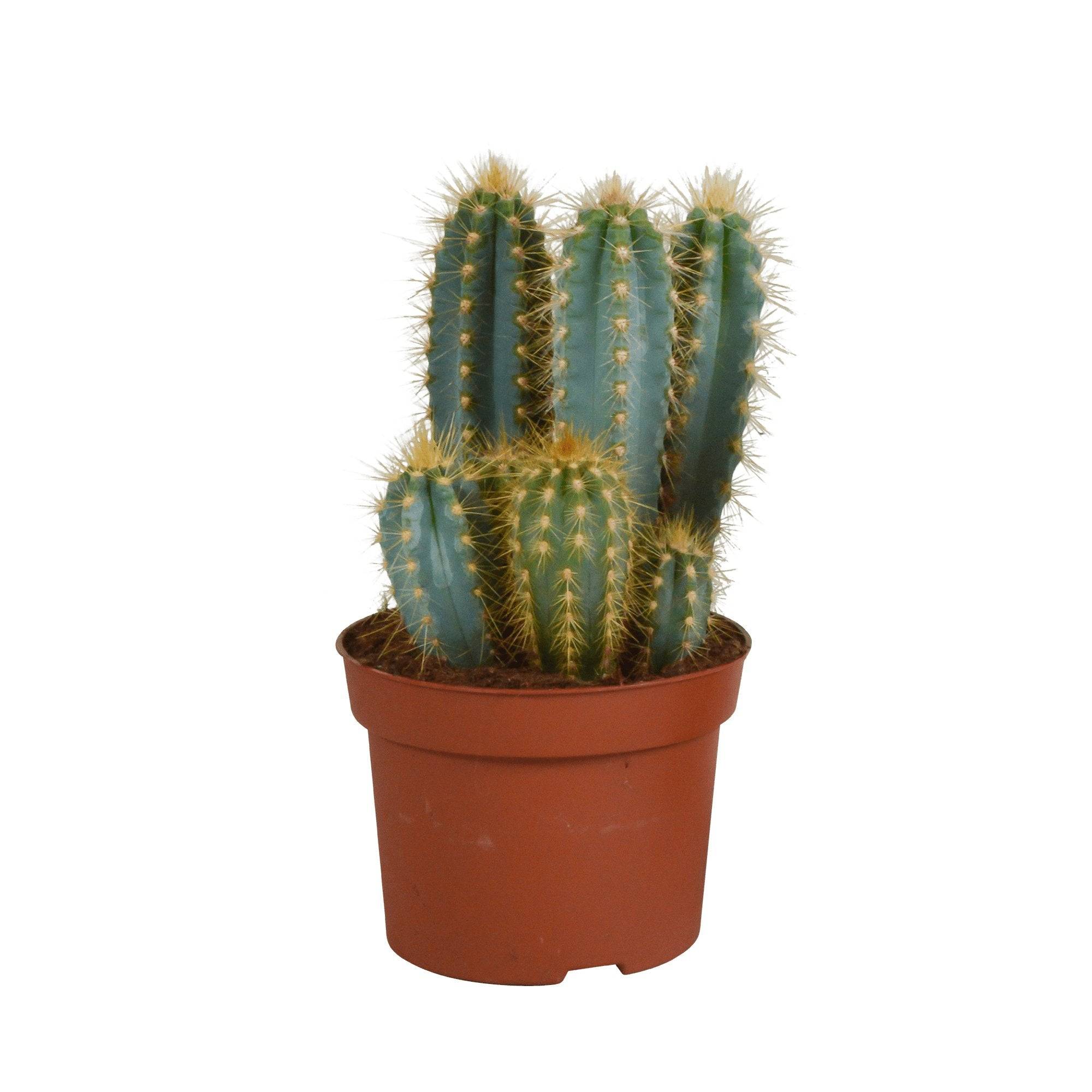 Pilosocereus Azureus - cactus d'intérieur- La Green Touch