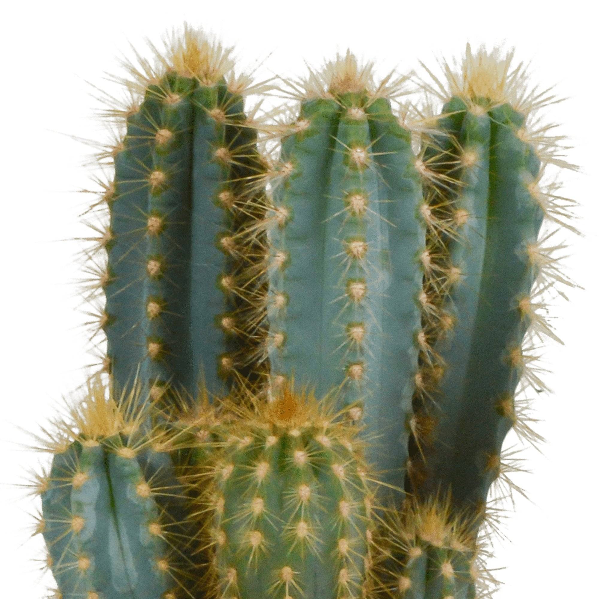 Pilosocereus Azureus - cactus d'intérieur- La Green Touch - Image 3
