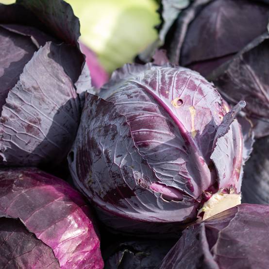 Promesse de Fleurs - Chou cabus rouge Tête Noire 3 BIO le sachet de 500 graines environ (2g)