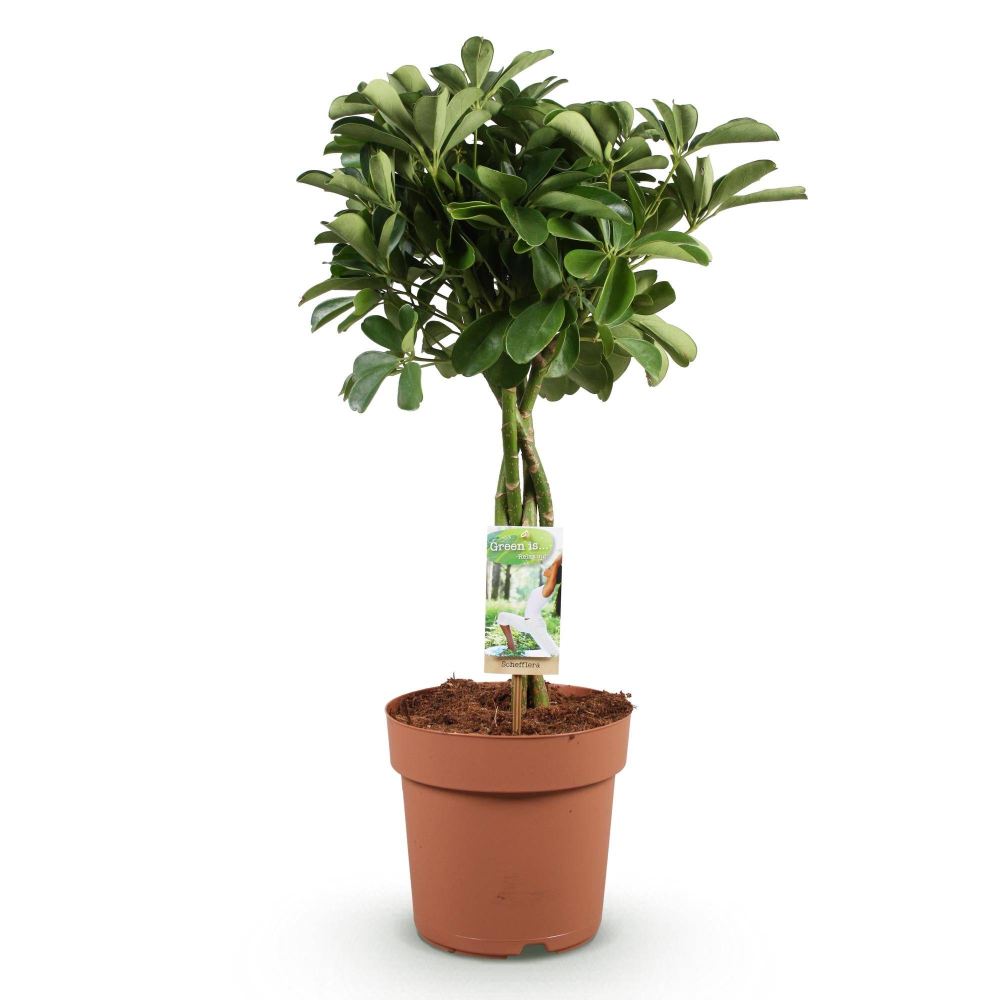 Schefflera Nora - Pot de 21cm - Hauteur 70-82cm - Panier - Plantes d'intérieur - Image 7