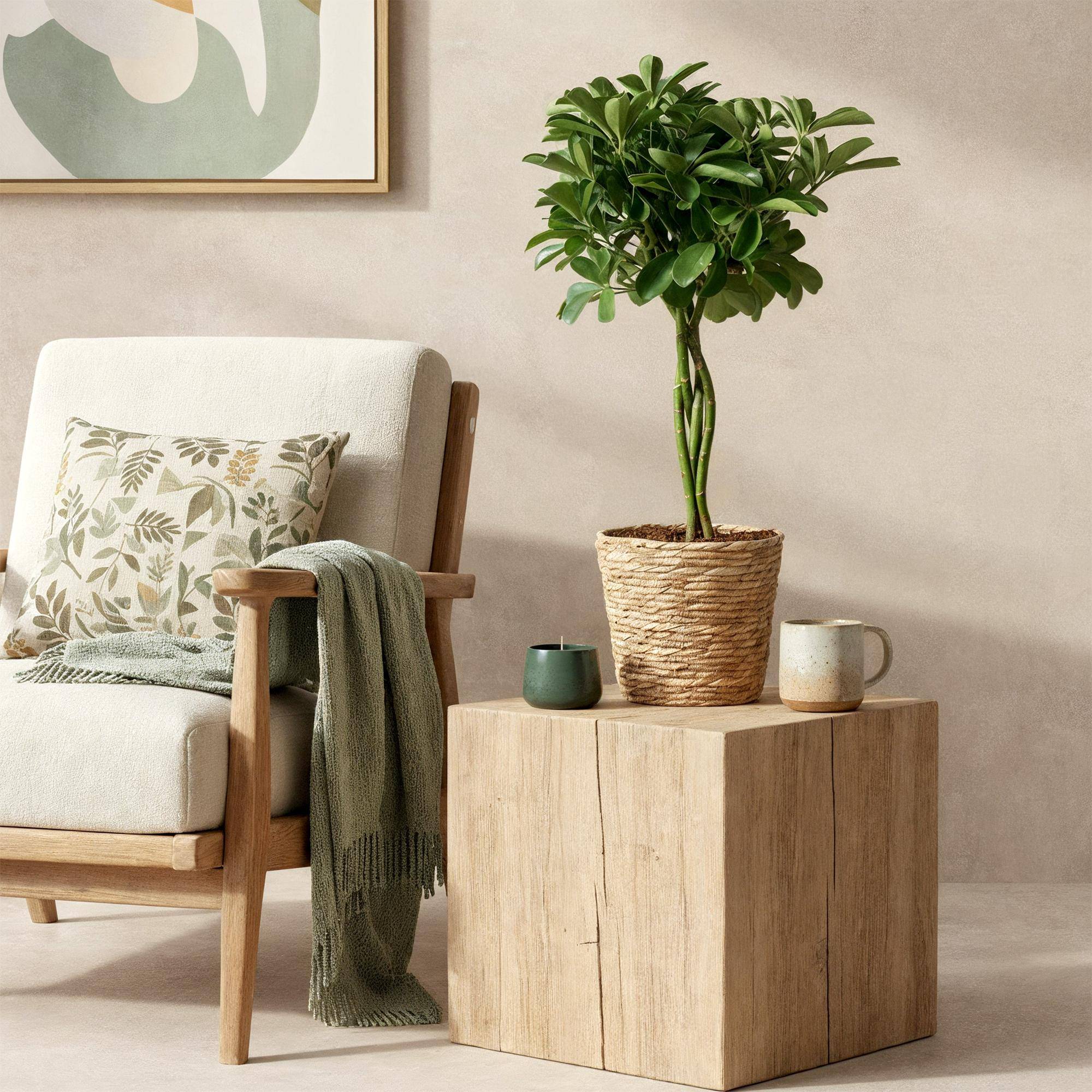 Schefflera Nora - Pot de 21cm - Hauteur 70-82cm - Panier - Plantes d'intérieur - Image 4