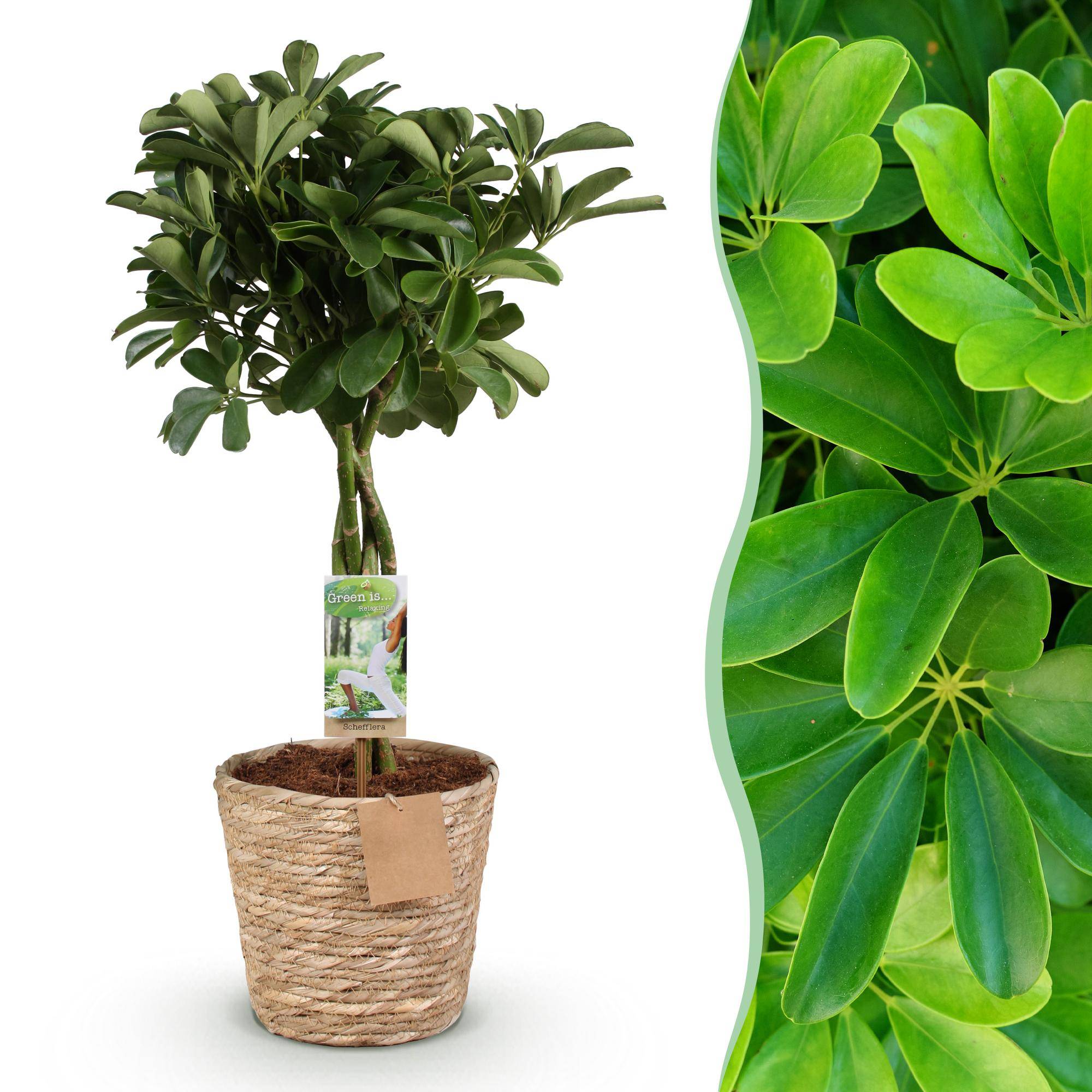 Schefflera Nora - Pot de 21cm - Hauteur 70-82cm - Panier - Plantes d'intérieur - Image 1