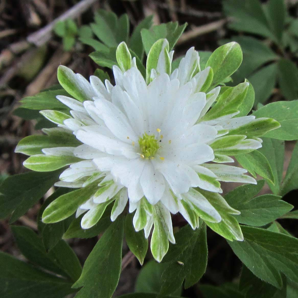 Promesse de Fleurs - Anemone nemorosa Bracteata Plena - Anémone des bois Bulbe calibre I