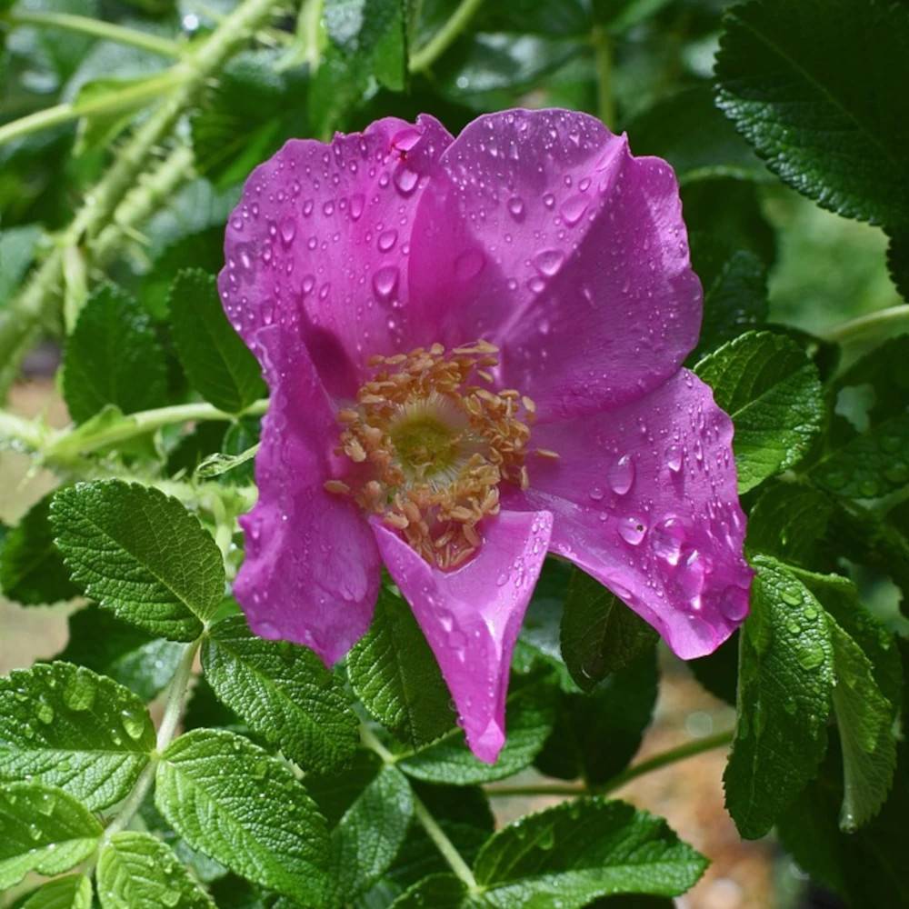 Rosier rugueux Emotion à fleurs Rose - feuillage Caduc - Pot de 3L - Touffe-  hauteur à maturité De 1,00 m à 1,50 m