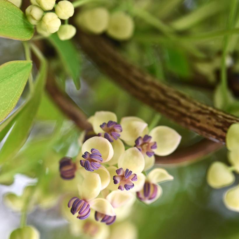 Akebia quinata Cream Form Pot de 2L/3L