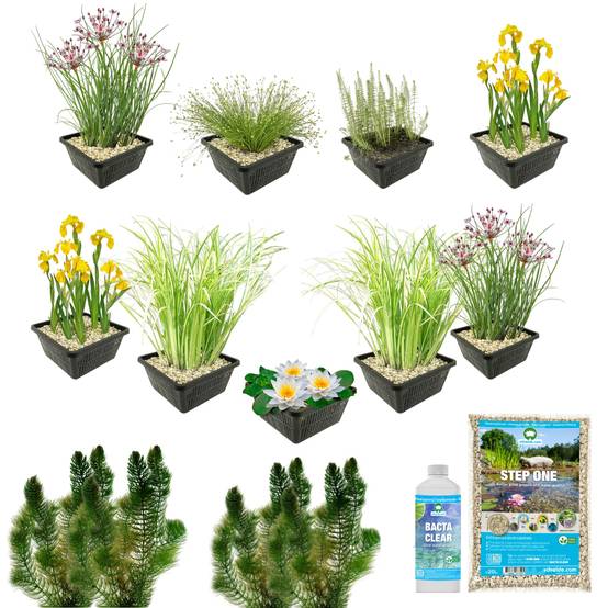 0 - Pack Bassin Indigène 500-1.250L - Nénuphar Blanc & Oxygénantes Complet - Image 3