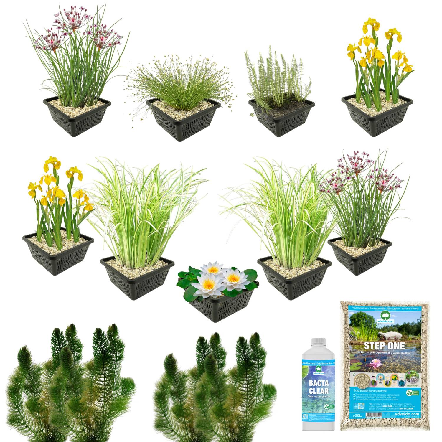 0 - Pack Bassin Indigène 500-1.250L - Nénuphar Blanc & Oxygénantes Complet - Image 3