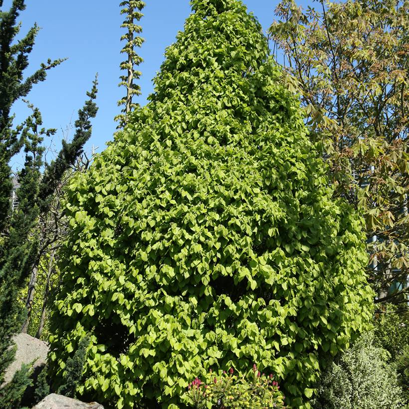 Carpinus betulus Globus - Charme commun globuleux Pot de 4L/5L