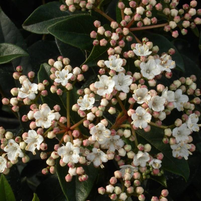 Viorne, Laurier Tin, Viburnum à fleurs Blanche - feuillage Persistant - Pot de 7,5L - 80/100 cm-  hauteur à maturité De 1,50 m à 2,00 m - Image 3