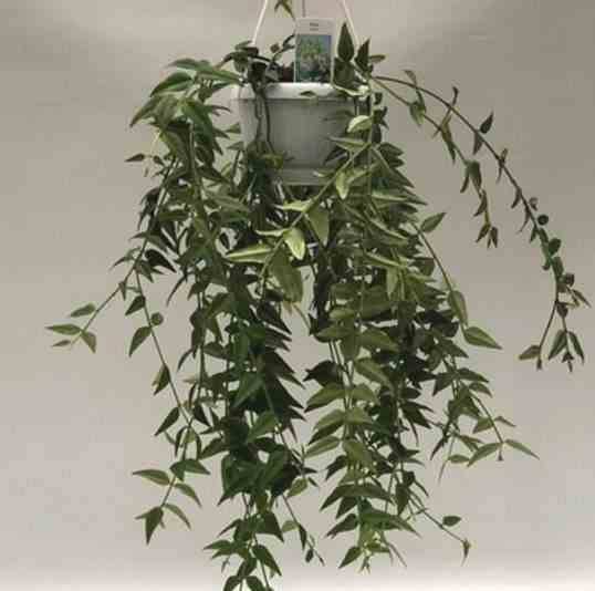 Sans Marque - Hoya bella (Fleur de porcelaine, fleur de cire) Taille:Pot de 1 litre ? 30/40 cm - Couleur floraison:blanc et rose - Image 1
