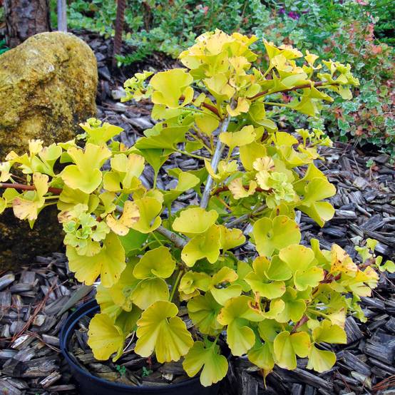 Ginkgo biloba Mariken - Arbre aux quarante écus nain Pot de 7,5L/10L, Tige, Tige de 40 cm - Image 1