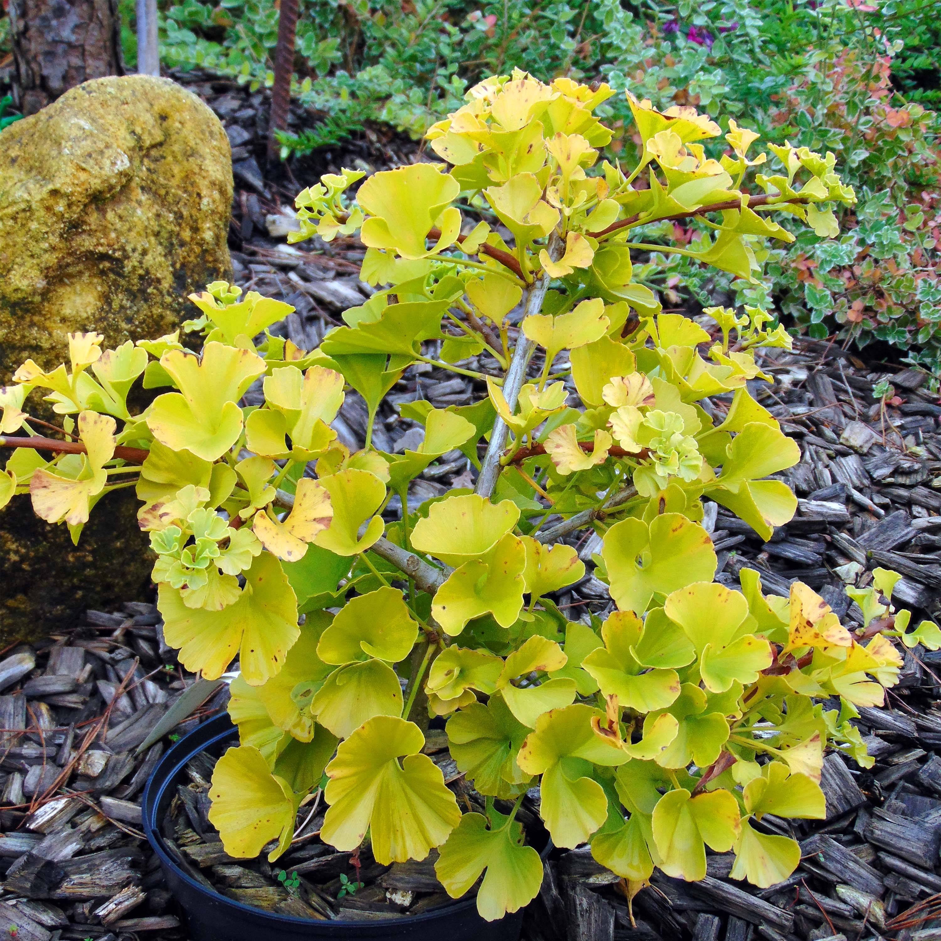 Ginkgo biloba Mariken - Arbre aux quarante écus nain Pot de 7,5L/10L, Tige, Tige de 40 cm