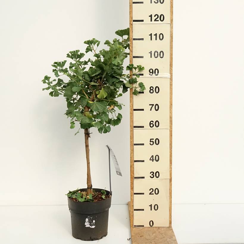 Ginkgo biloba Mariken - Arbre aux quarante écus nain Pot de 7,5L/10L, Tige, Tige de 40 cm - Image 2