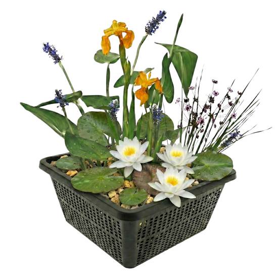 0 - Mini Plantes Bassin Set Blanc - 4 Plantes Panier Substrat Engrais - Image 1