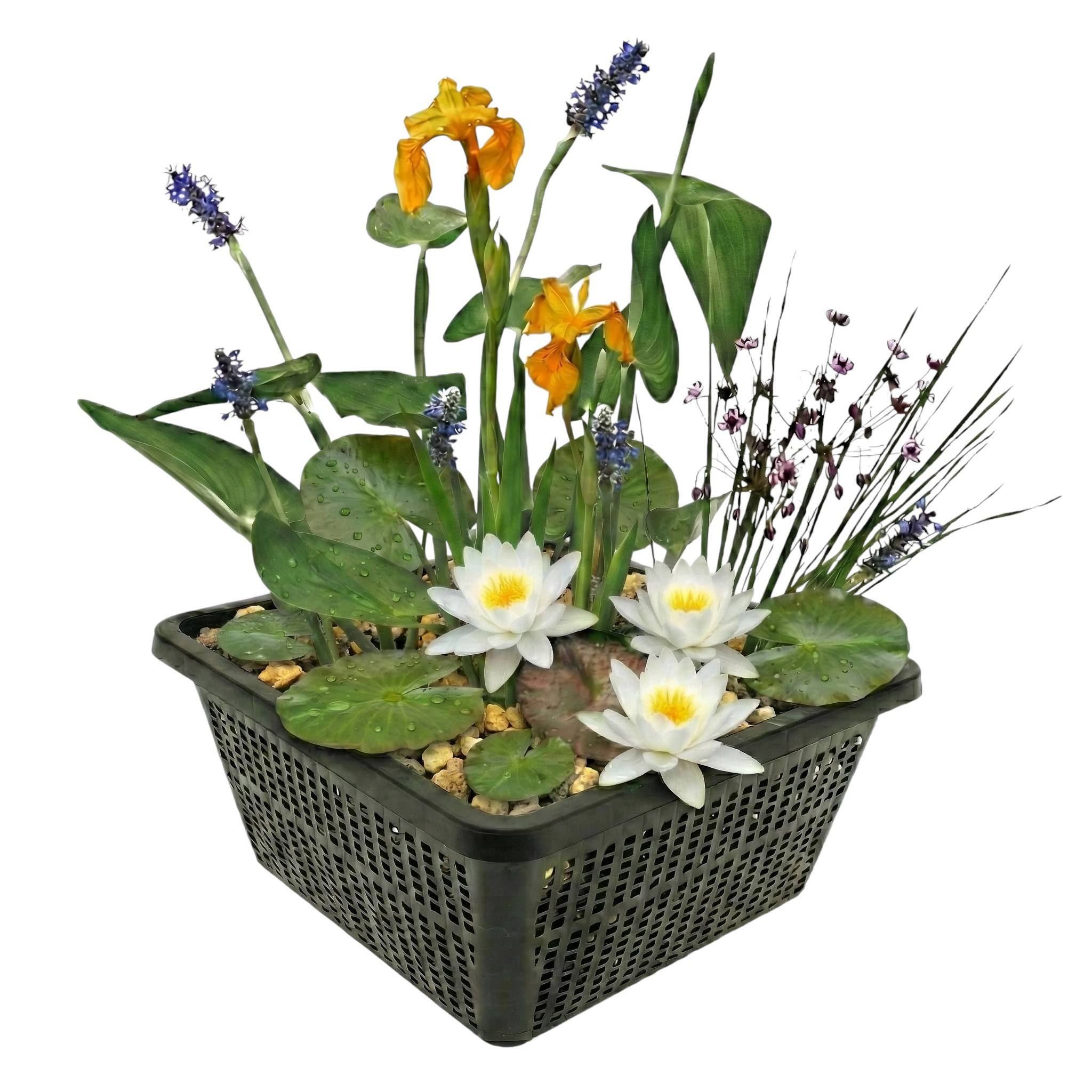 0 - Mini Plantes Bassin Set Blanc - 4 Plantes Panier Substrat Engrais - Image 1