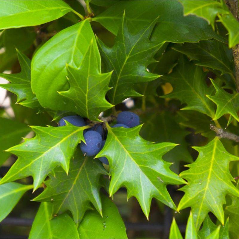 Osmanthe à feuilles de houx (Osmanthus heterophyllus) - Godet - Taille 13/25cm - Pépinières Naudet