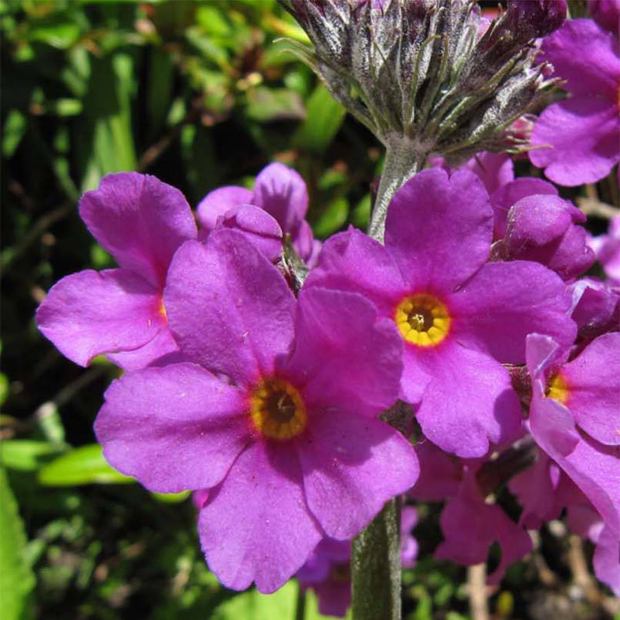 Primula beesiana - Primevère candélabre Godet de 8/9 cm