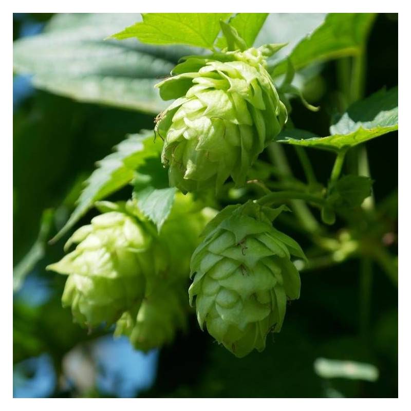 Houblon doré - Pot de 1,5L - Tuteur bambou 30/60 cm - Image 3