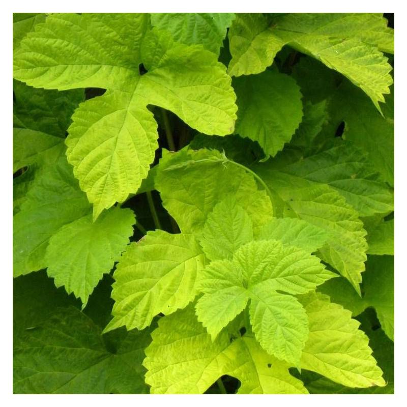 Houblon doré - Pot de 1,5L - Tuteur bambou 30/60 cm - Image 2