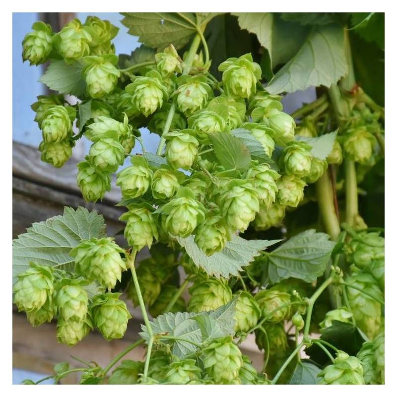 Houblon doré - Pot de 1,5L - Tuteur bambou 30/60 cm - Image 4