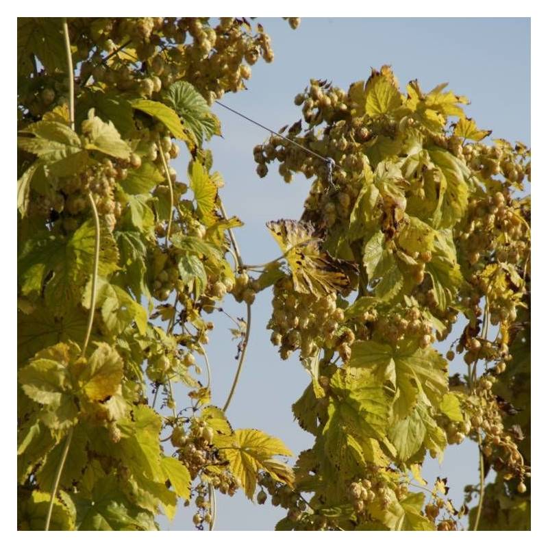 Houblon doré - Pot de 1,5L - Tuteur bambou 30/60 cm - Image 5