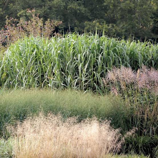 Miscanthus Giganteus - Roseau de Chine géant Godet de 8/9 cm