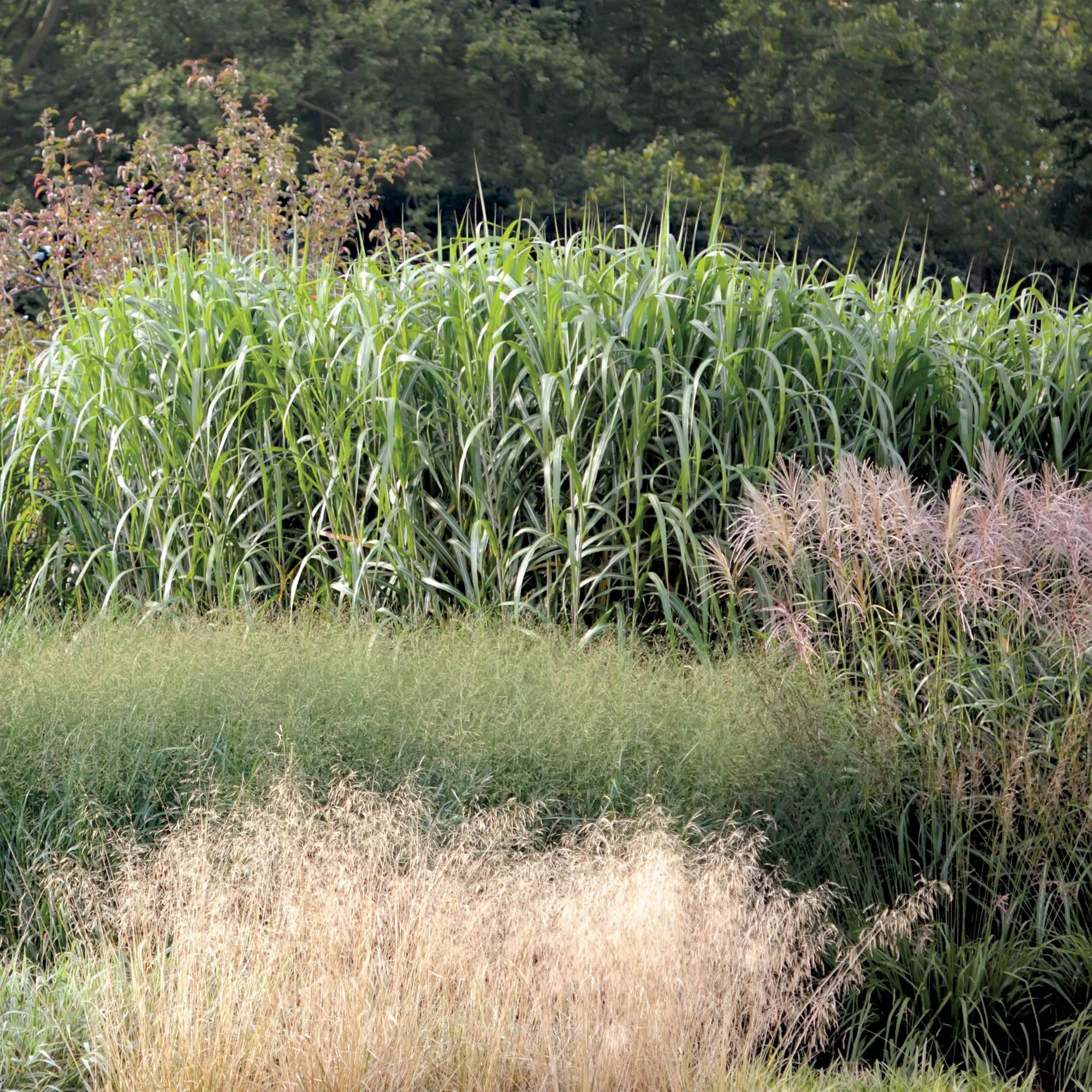 Miscanthus Giganteus - Roseau de Chine géant Godet de 8/9 cm