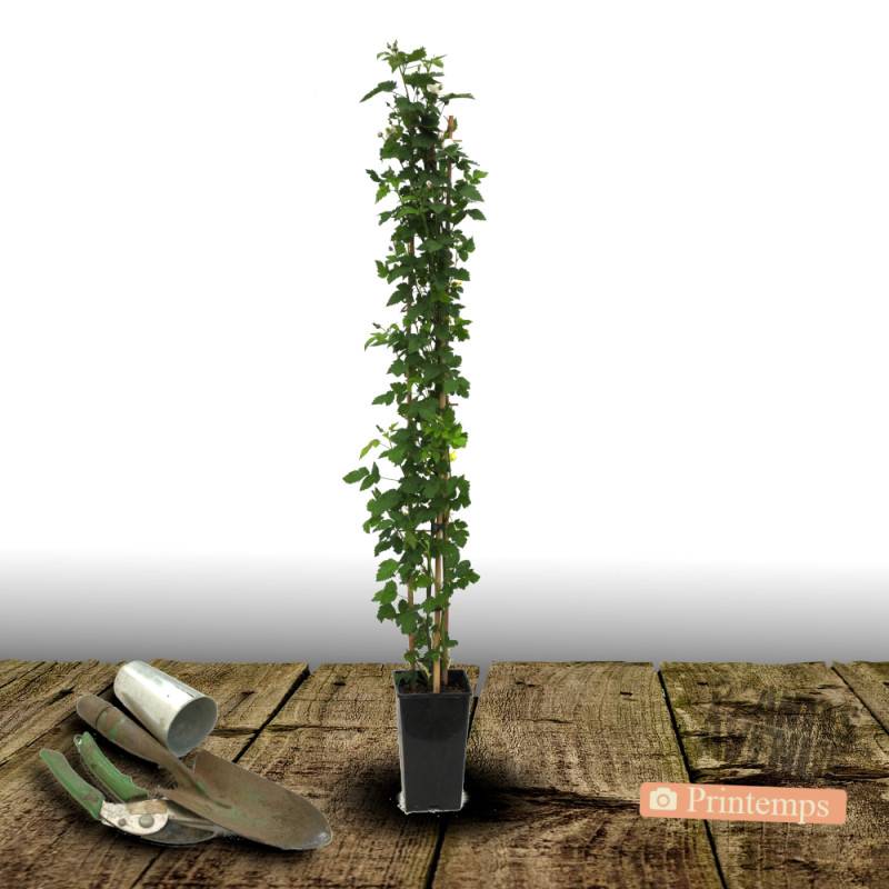 Mûre Little Black Prince® à fleurs Blanche - feuillage Caduc - Pot de 3L - Echelle bambou 60/120 cm-  hauteur à maturité De 0,50 m à 1,00 m - Image 4