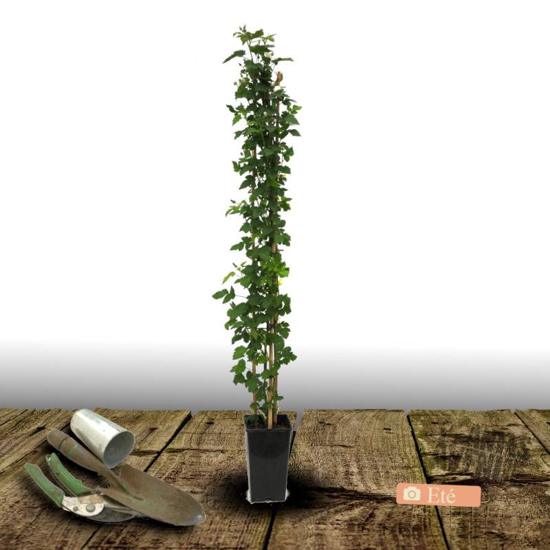 Mûre Little Black Prince® à fleurs Blanche/ - feuillage Caduc - Pot de 3L - Echelle bambou 60/120 cm - Image 3