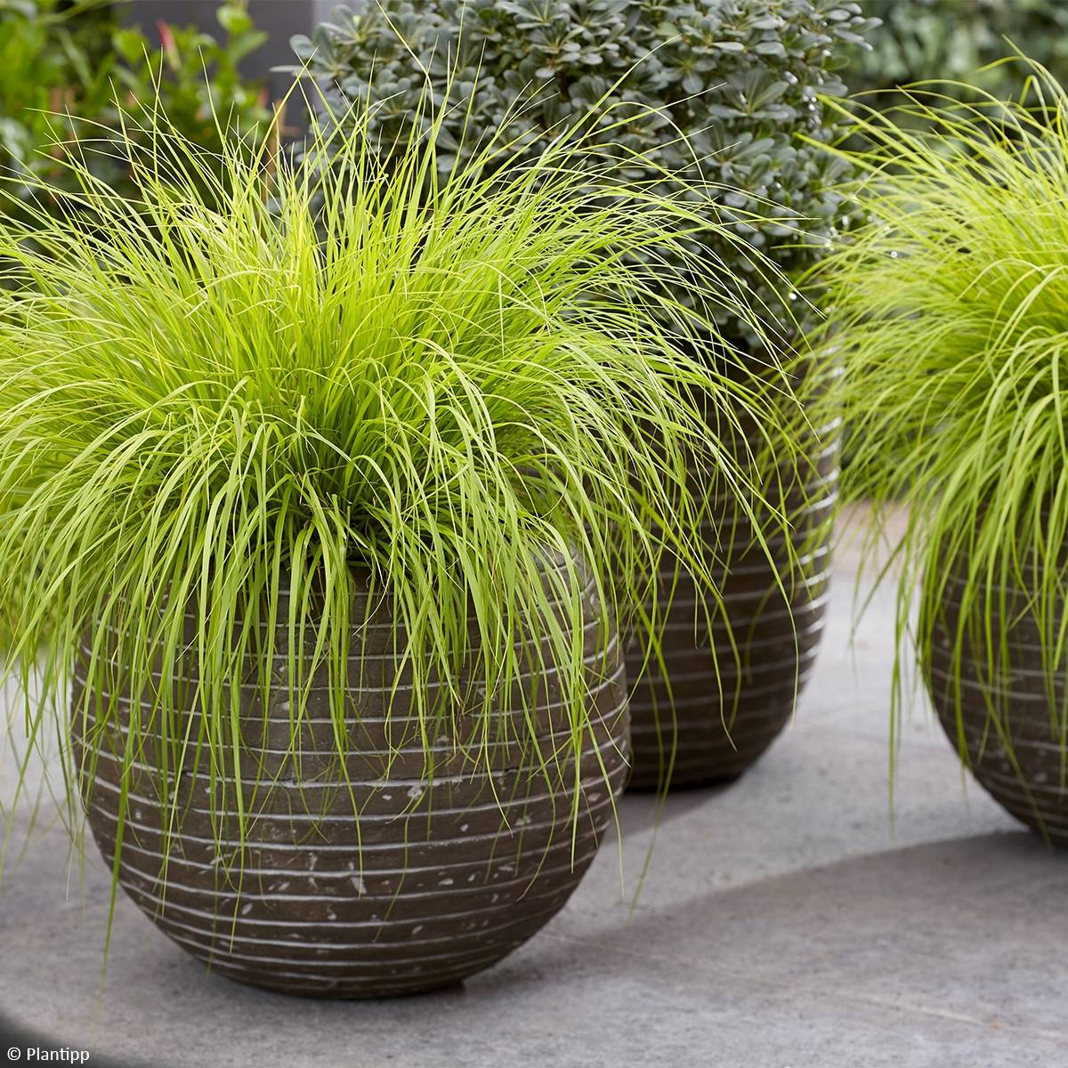 Pennisetum alopecuroides Lumen Gold - Herbe aux écouvillons Godet de 8/9 cm